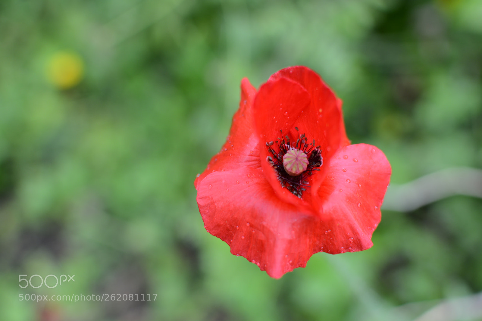 Nikon D5200 + Nikon AF-S DX Nikkor 35mm F1.8G sample photo. Poppy - coquelicot photography
