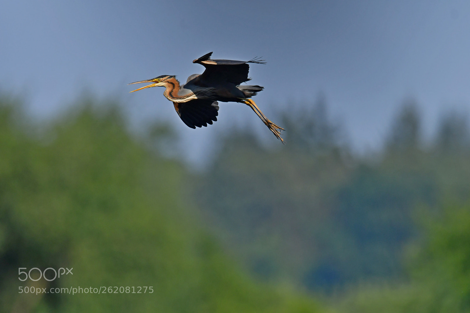 Nikon AF-S Nikkor 600mm F4G ED VR sample photo. Purple heron photography