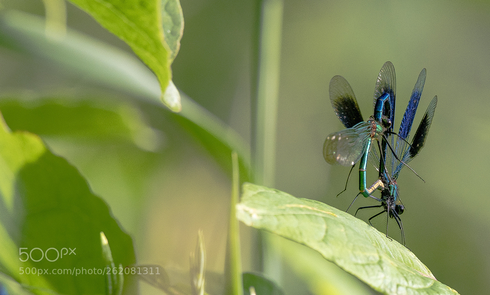 Nikon D500 sample photo. Damselfly's in love x photography