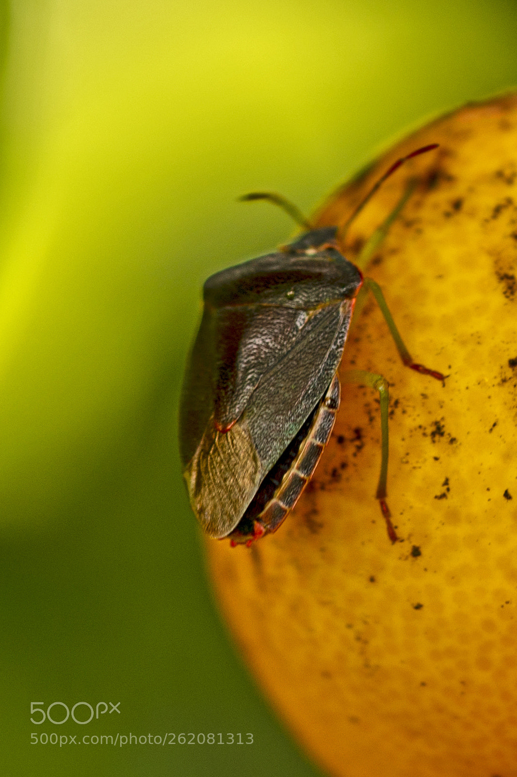 Sony a7R III sample photo. Dsc photography