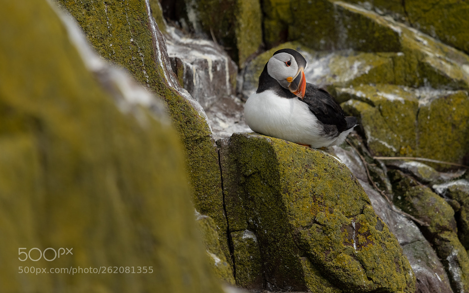 Nikon D750 sample photo. #182 - puffin photography