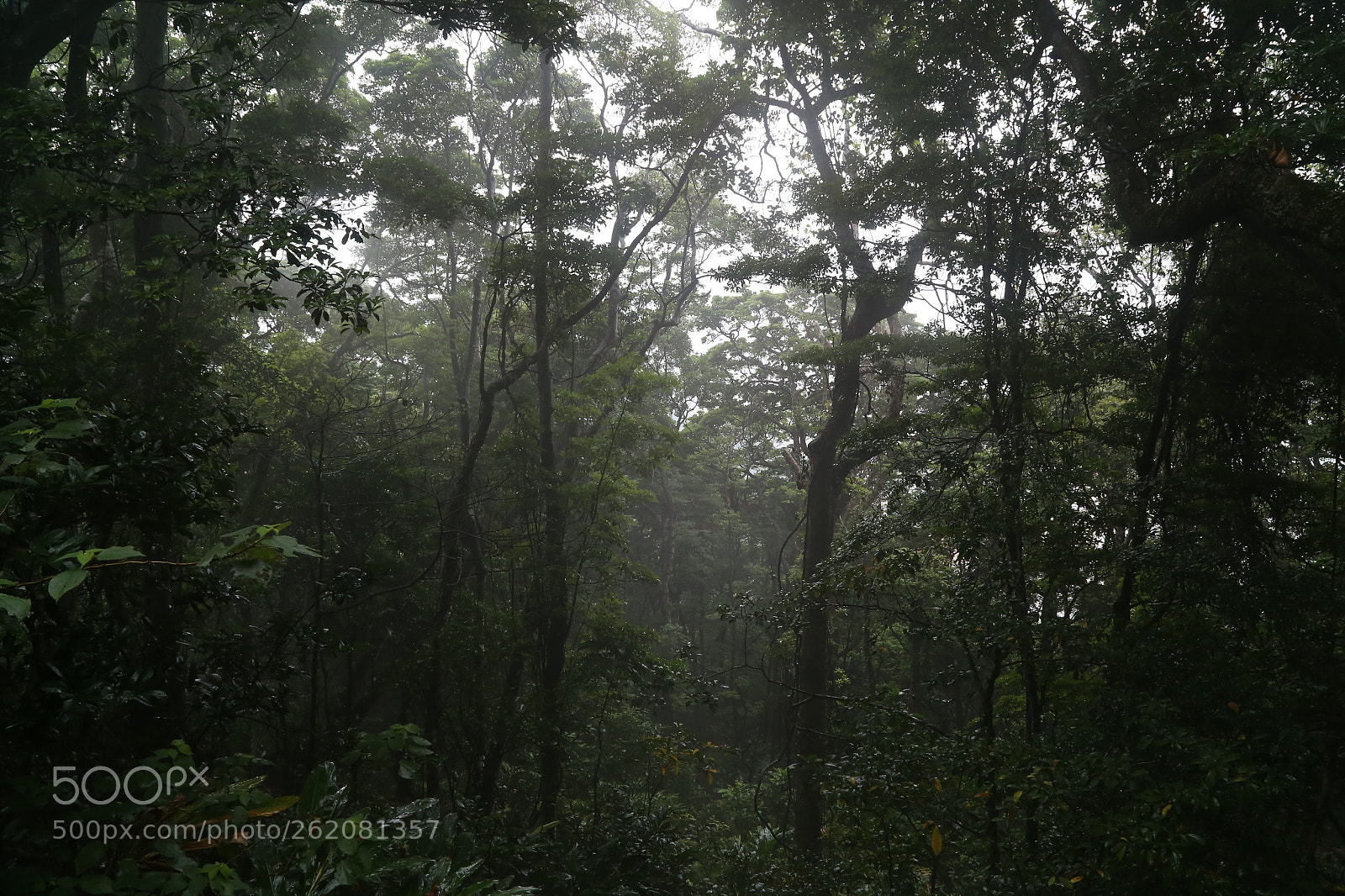 Canon EOS 6D sample photo. Tropical hk photography