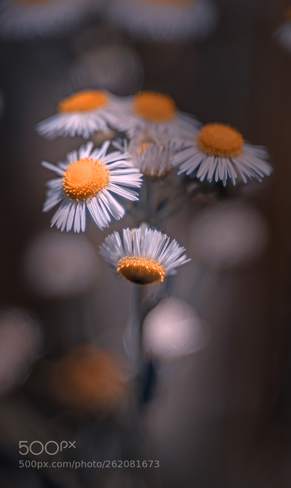 Nikon D610 sample photo. Meadow flowers photography