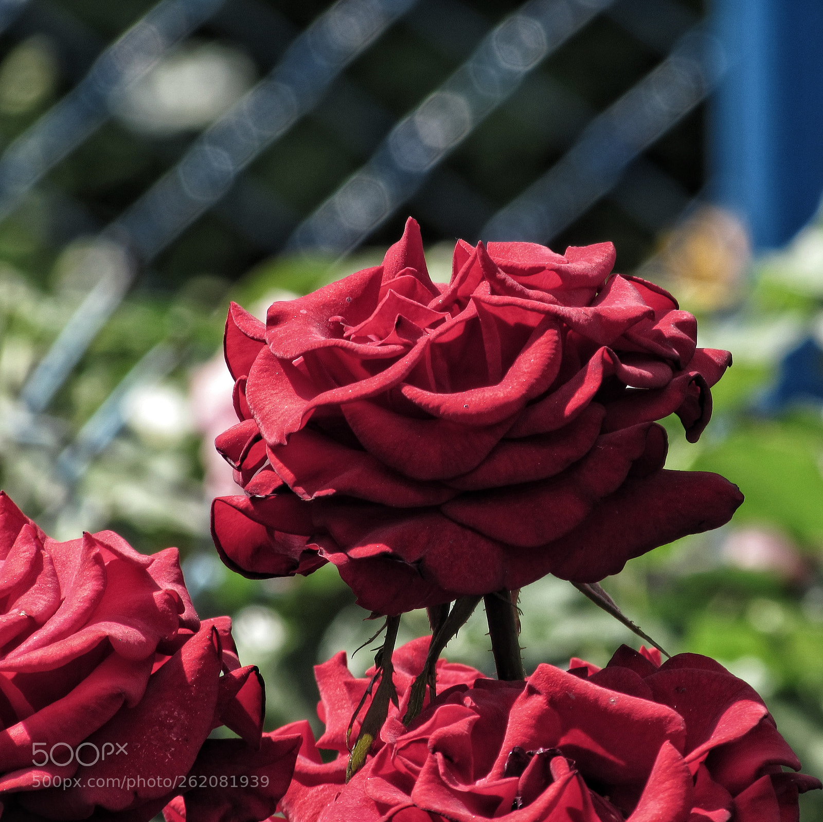 Canon PowerShot SX510 HS sample photo. Rose photography