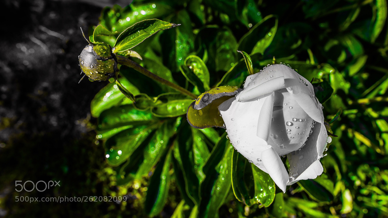 Nikon D750 sample photo. Les pivoines sont en photography