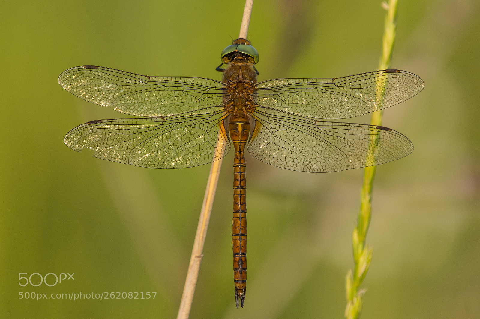 Nikon D7100 sample photo. Dragonfly photography
