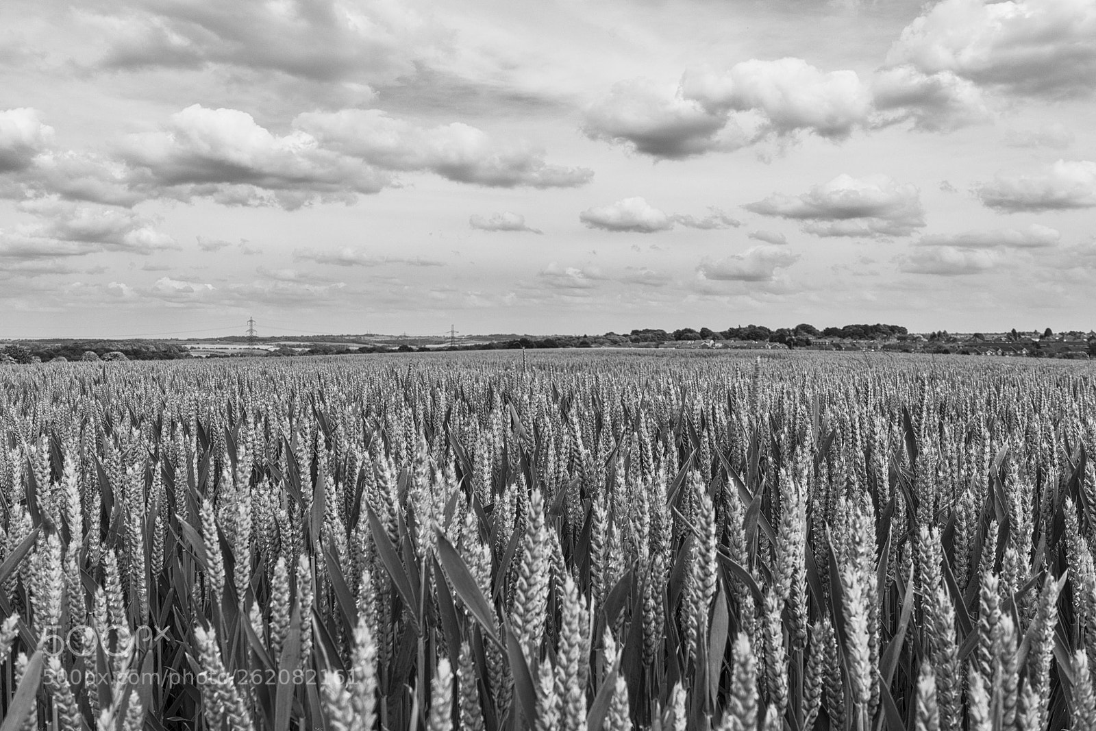 Sony a7R II sample photo. The local wheat fields photography