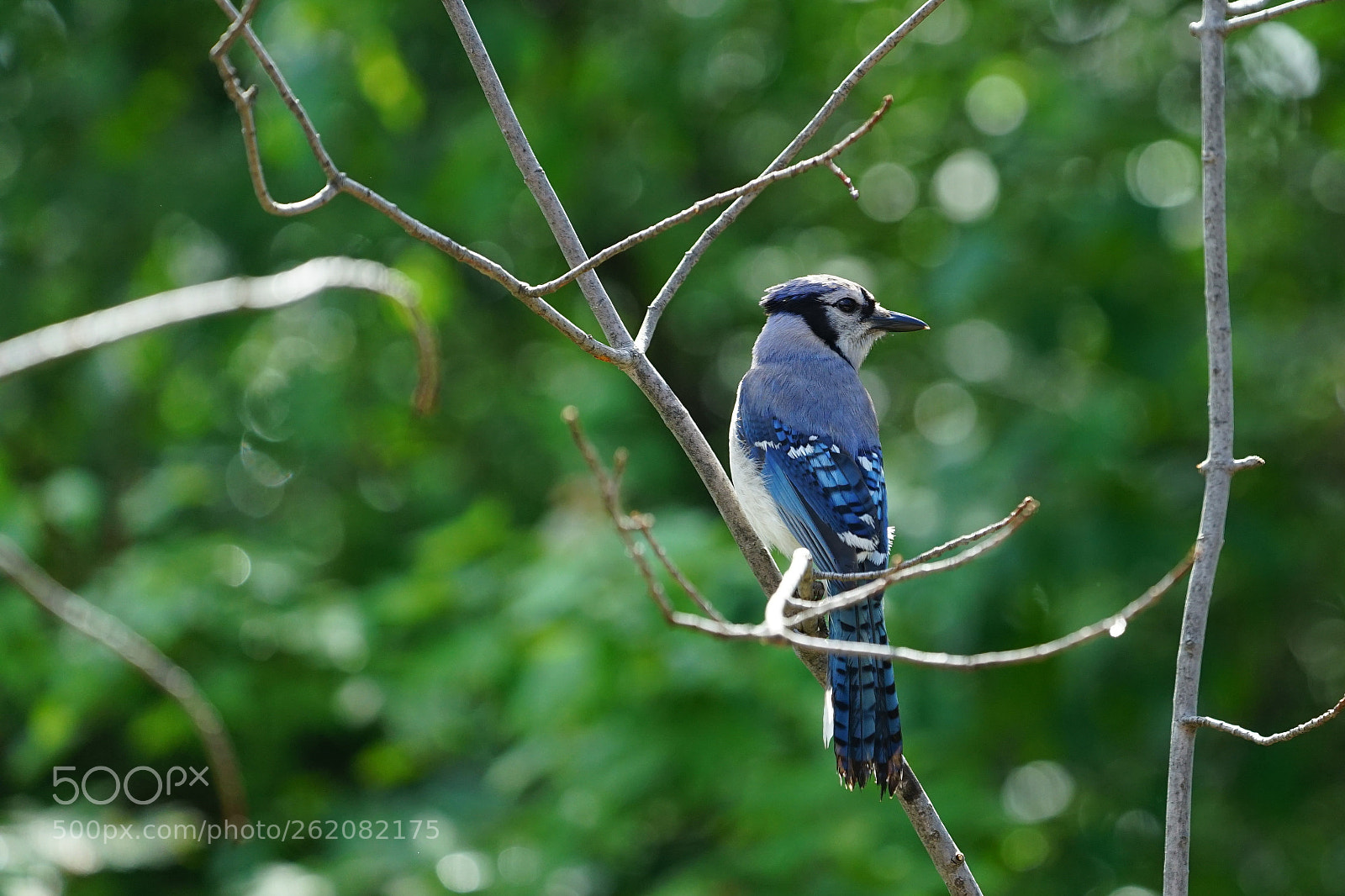 Sony a7 II sample photo. Bluejay photography
