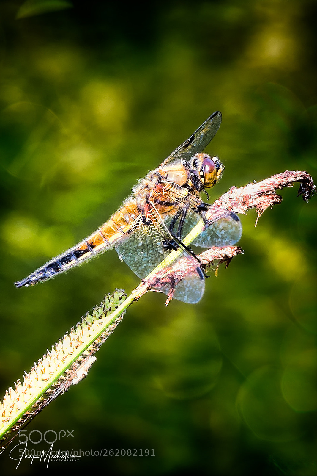 Canon EOS 7D Mark II sample photo. Bruine korenbout/scarce chaser photography