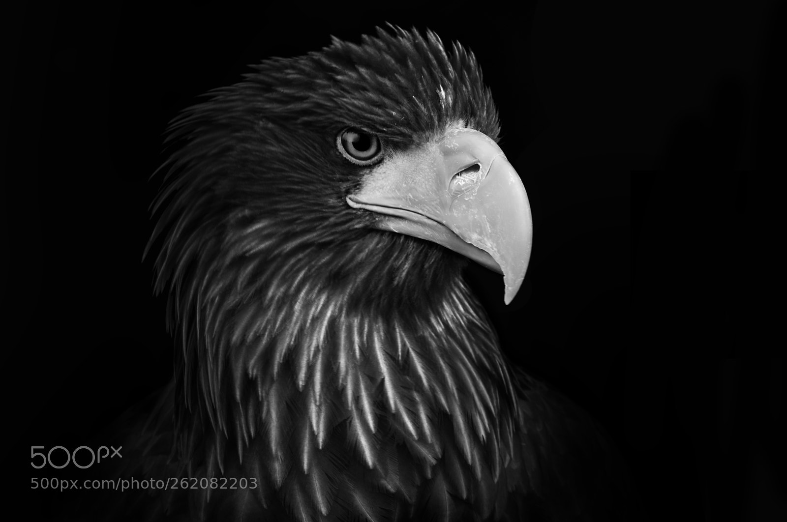 Nikon D810 sample photo. Steller sea eagle... photography
