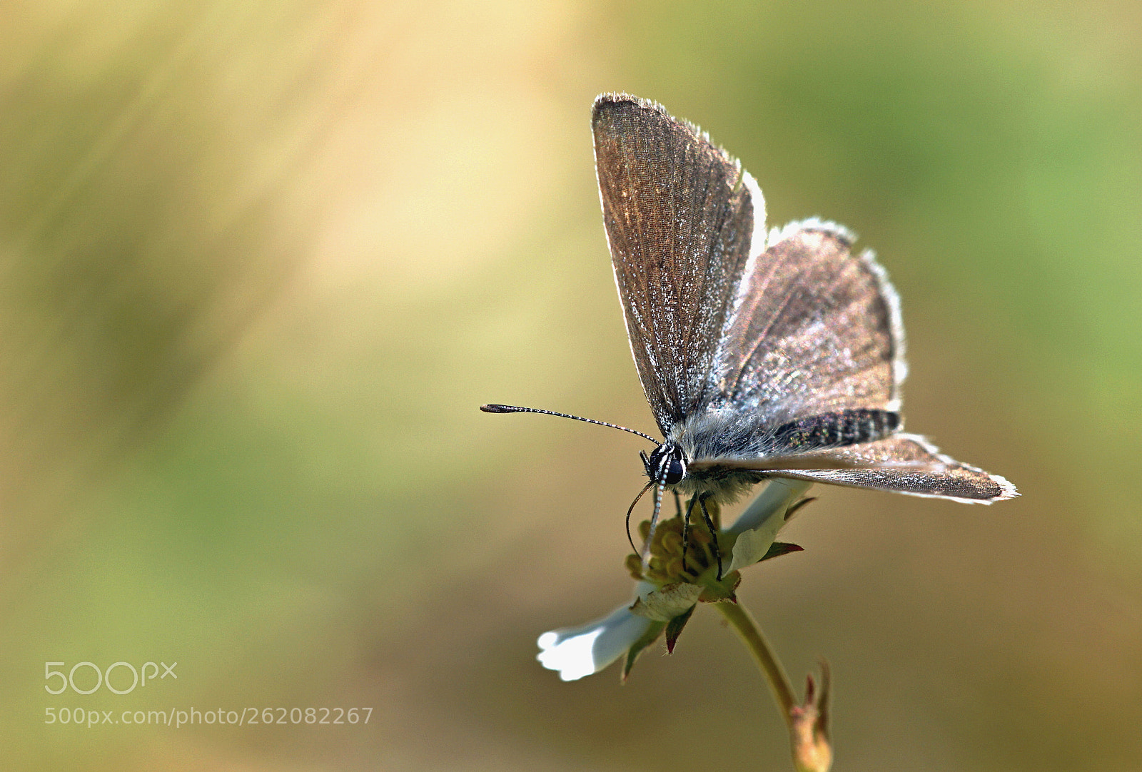 Sony a7R II sample photo. Small blue photography