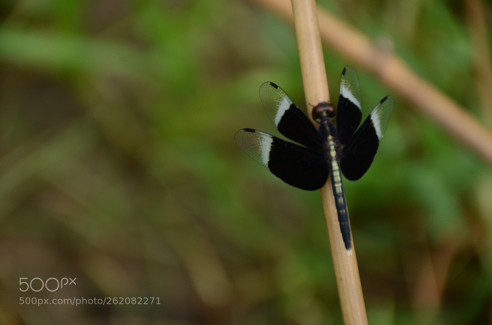 Nikon AF-S DX Nikkor 18-140mm F3.5-5.6G ED VR sample photo. A beautiful animal photography