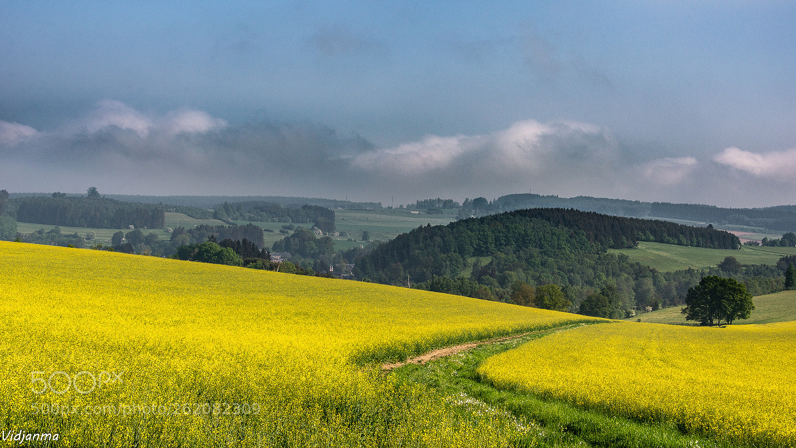 Nikon D610 sample photo. Yellow path photography