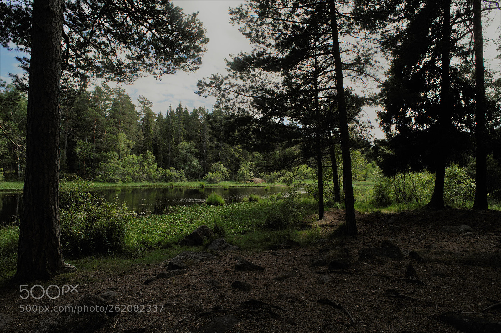 Nikon D700 sample photo. In a forest just photography