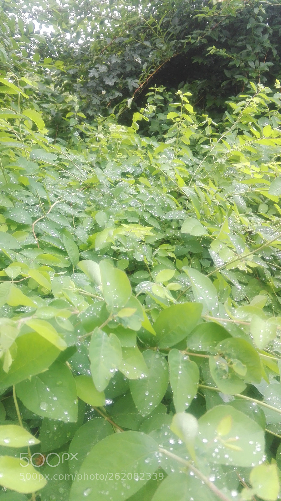 HUAWEI Che2-L11 sample photo. Untitled photography