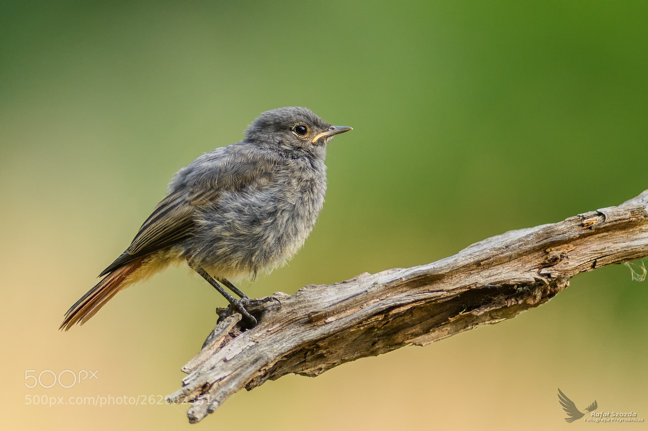 Nikon D500 sample photo. Kopciuszek, black redstart phoenicurus photography