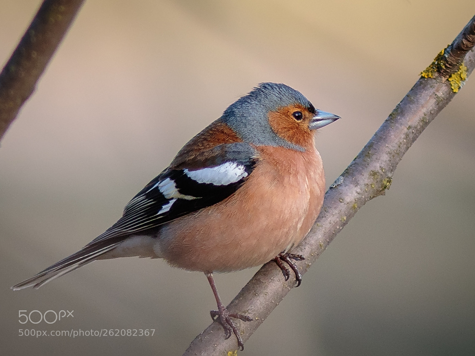 Canon EOS 7D Mark II sample photo. Chaffinch photography