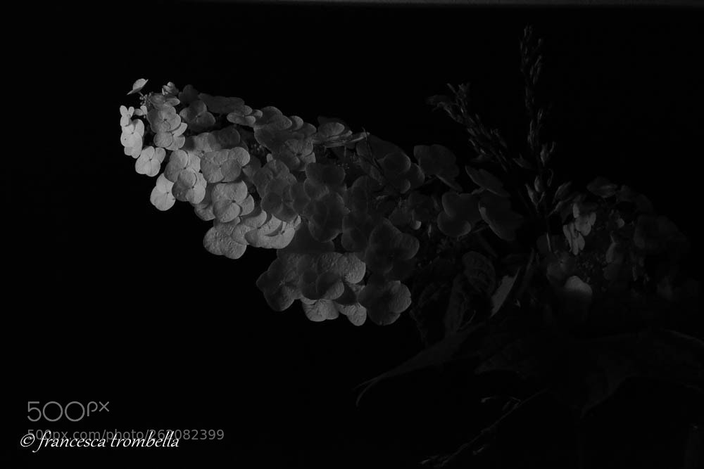 Nikon D3100 sample photo. Hydrangea snow queen photography