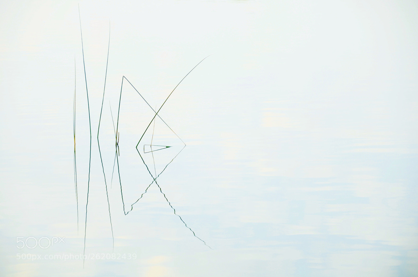 Sigma 18-200mm F3.5-6.3 DC OS HSM sample photo. ...common reed photography
