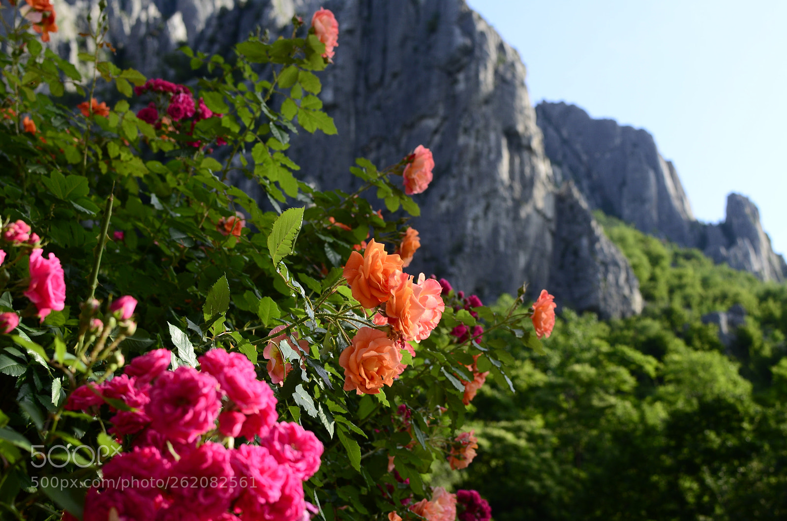 Nikon D5100 + Nikon AF-S DX Nikkor 35mm F1.8G sample photo. Roses photography