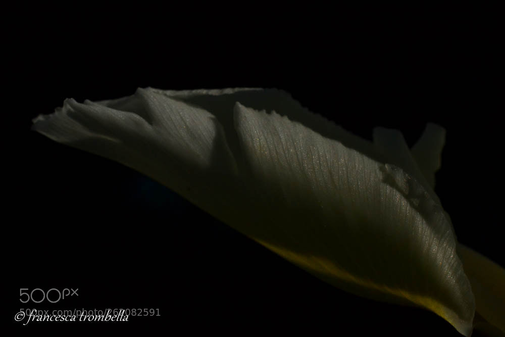 Nikon D3100 sample photo. Iris petal photography