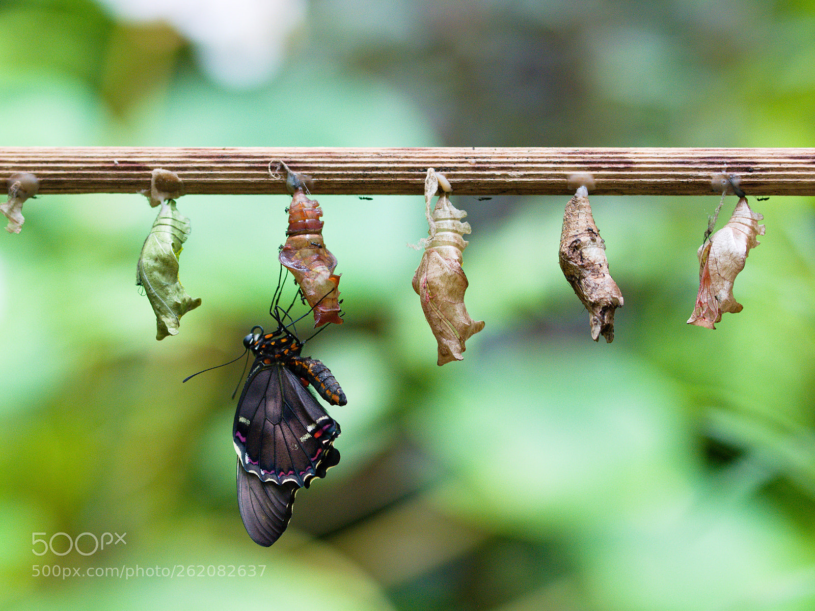 Nikon D3300 sample photo. Butterfly photography