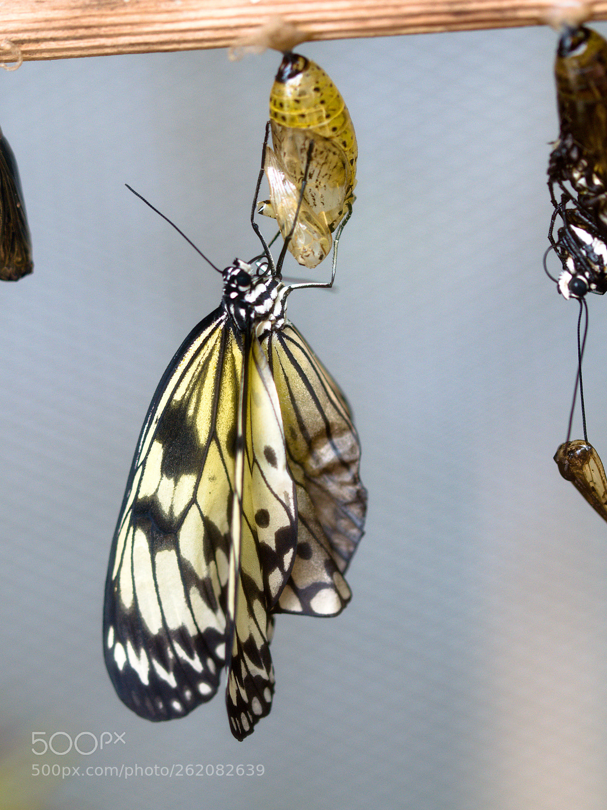 Nikon D3300 sample photo. Butterfly photography