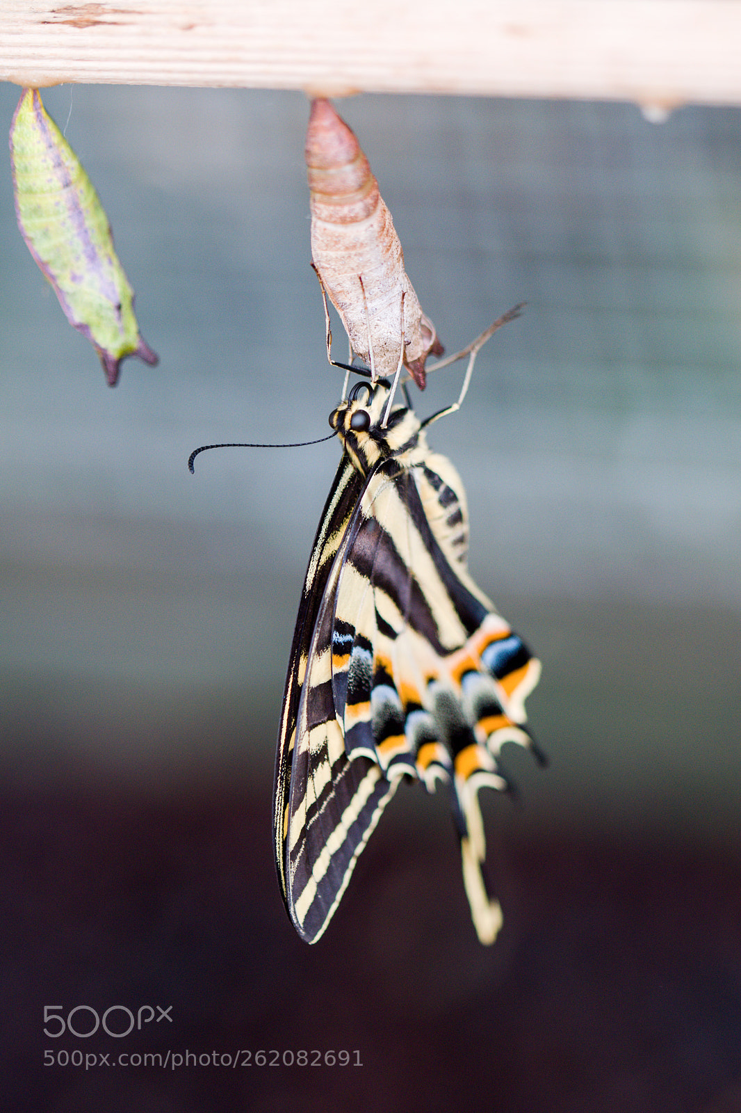 Nikon D3300 sample photo. Butterfly photography