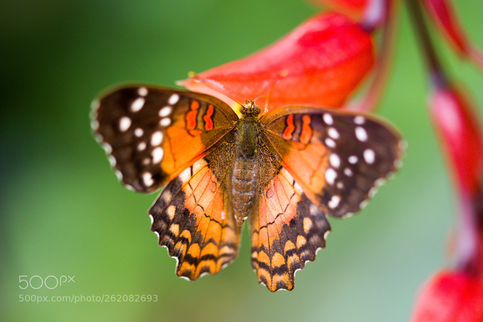 Nikon D3300 sample photo. Butterfly photography