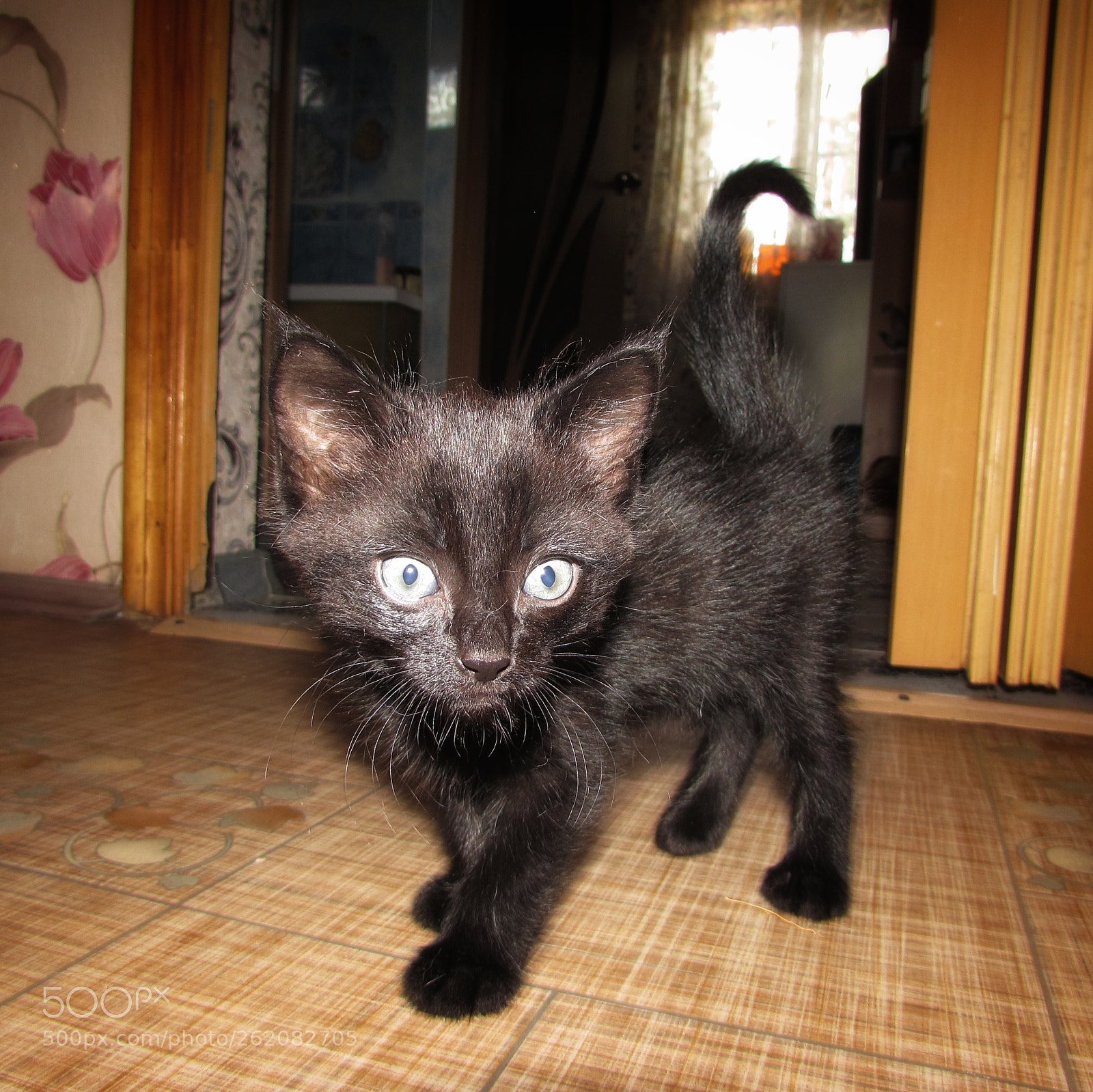 Canon PowerShot SX510 HS sample photo. Kitten photography