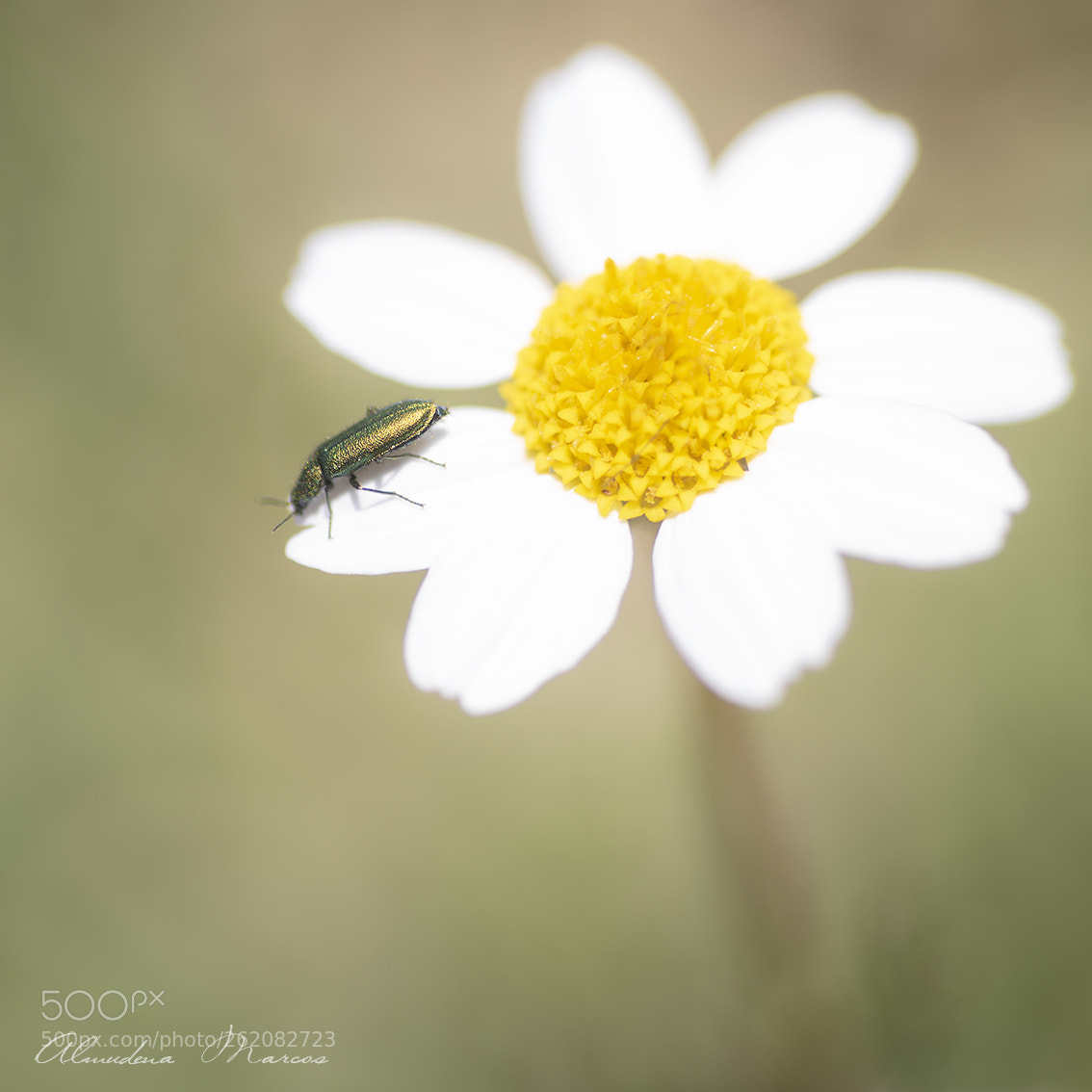 Nikon D750 sample photo. Primavera soñada photography