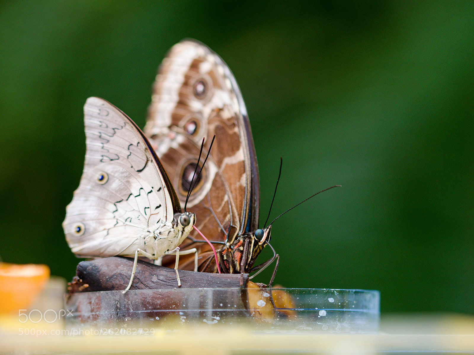 Nikon D3300 sample photo. Butterfly photography