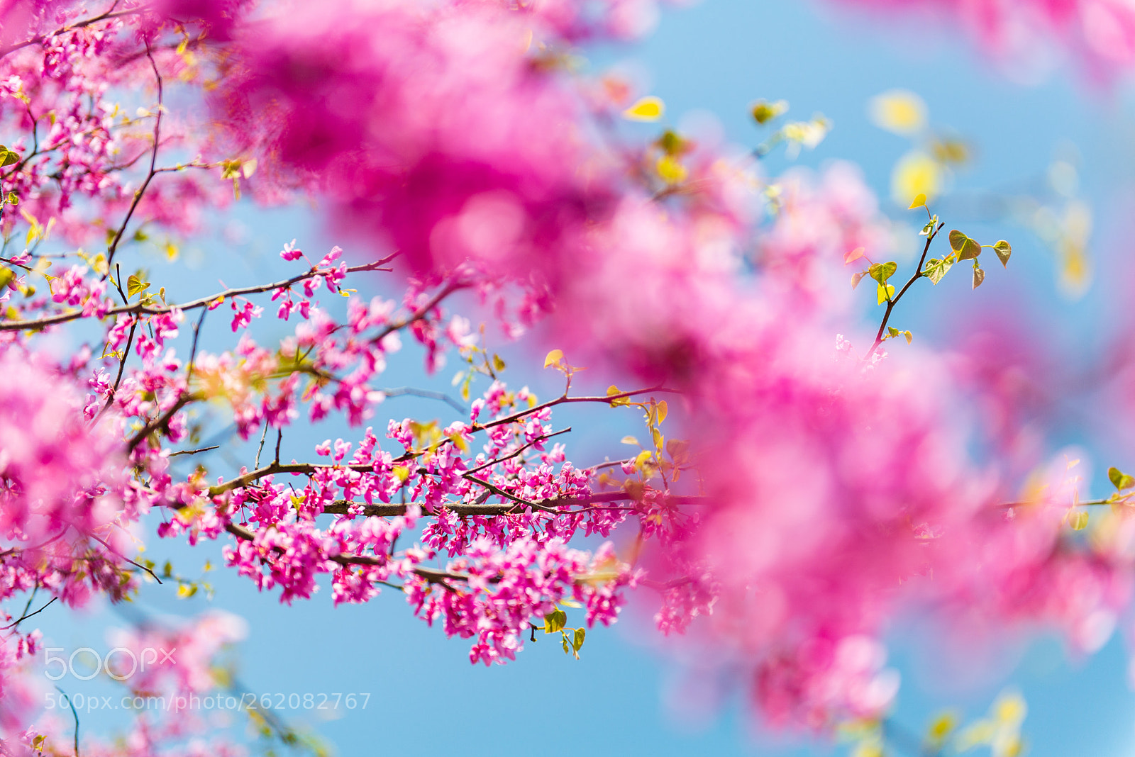 Nikon D610 sample photo. Pink branches photography