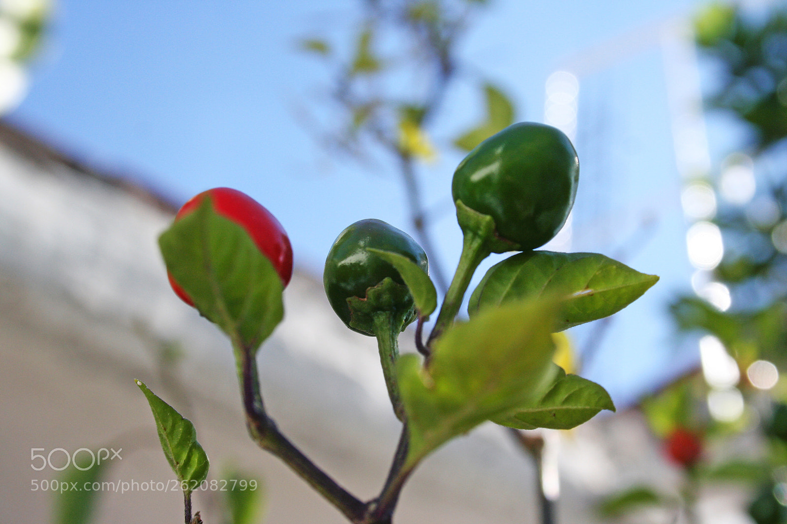 Canon EOS 350D (EOS Digital Rebel XT / EOS Kiss Digital N) sample photo. Sabino lelt () photography