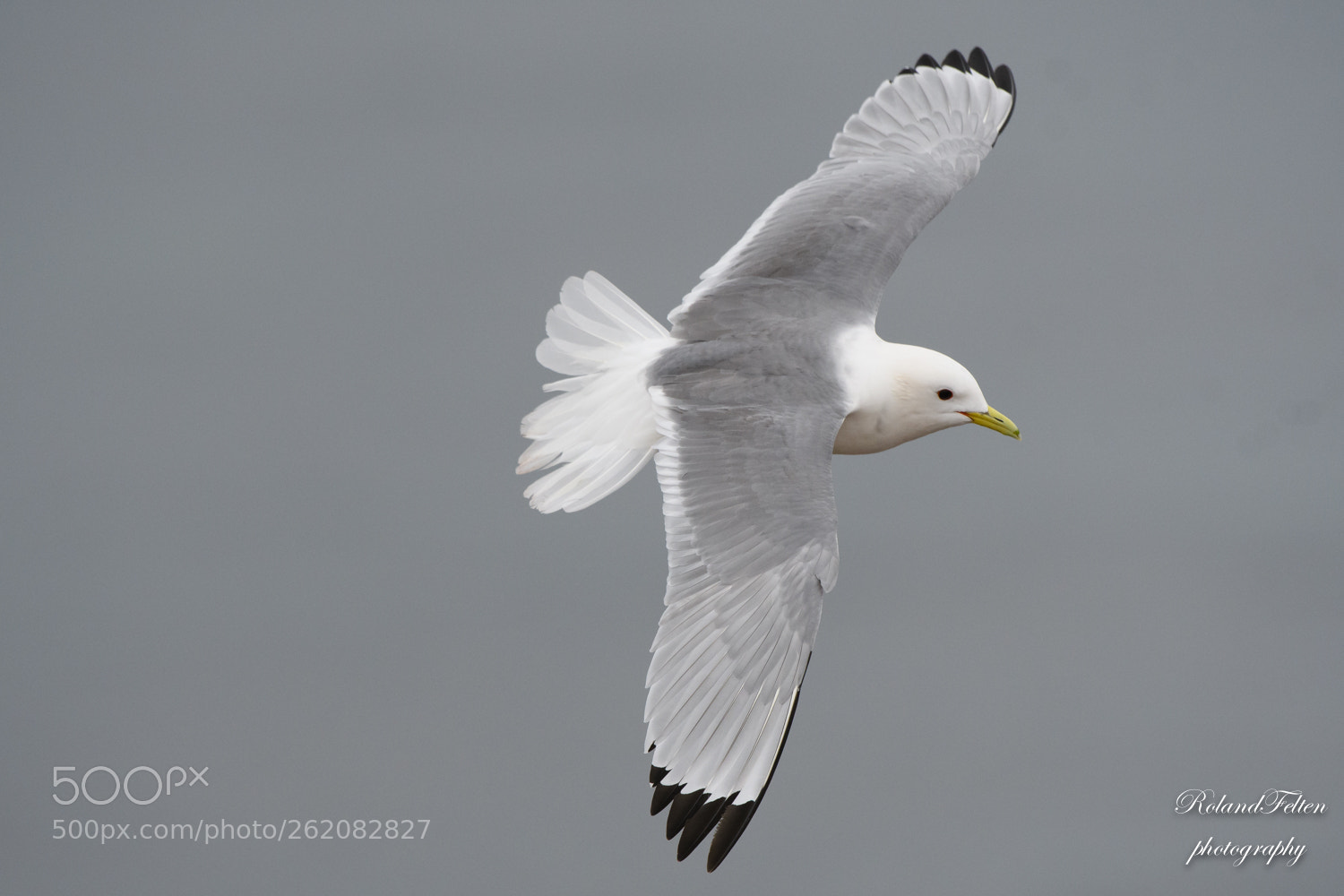 Nikon D500 sample photo. Kittiwake photography