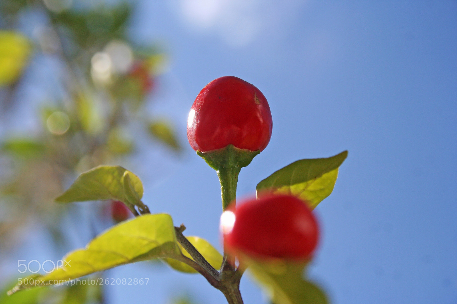Canon EOS 350D (EOS Digital Rebel XT / EOS Kiss Digital N) sample photo. Sabino lelt () photography