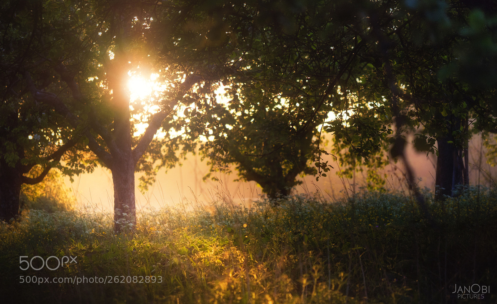 Olympus OM-D E-M5 II sample photo. ~ 6:38 am ~ photography