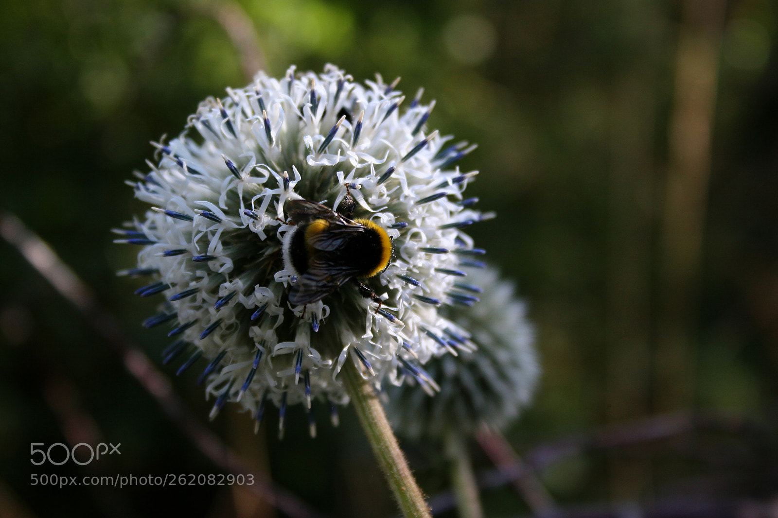 Canon EOS 20D sample photo. 13 years old honeybee photography