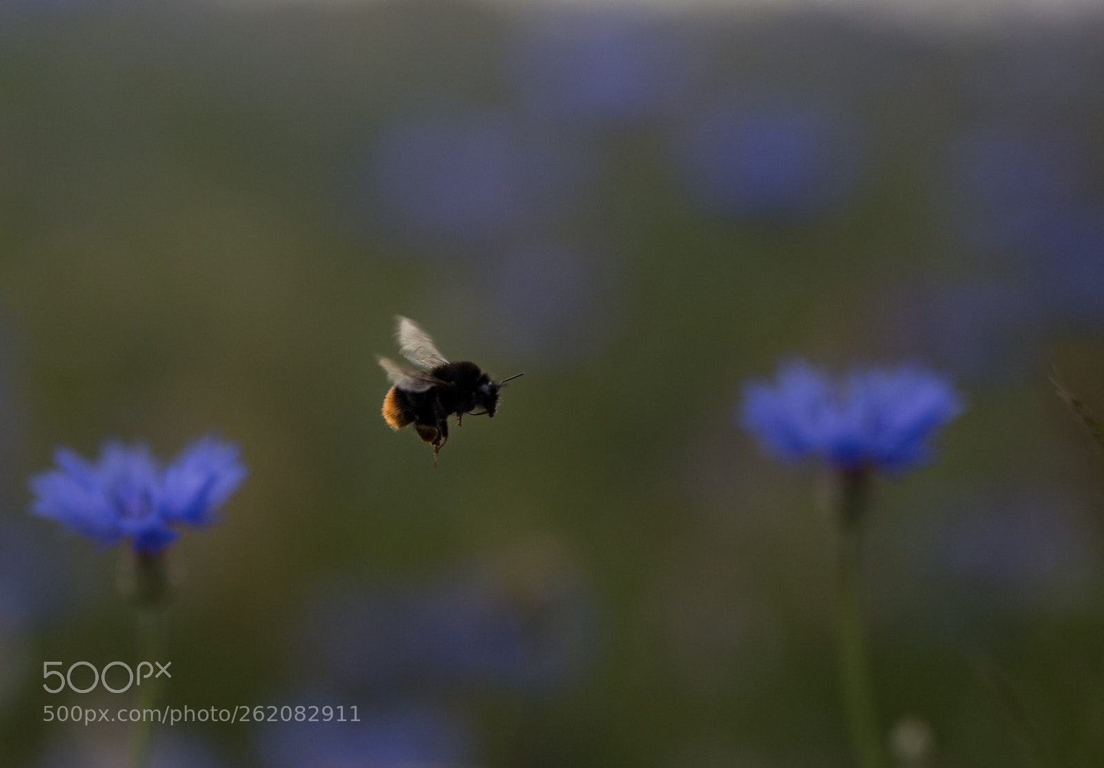 Canon EOS 6D sample photo. Summertime photography