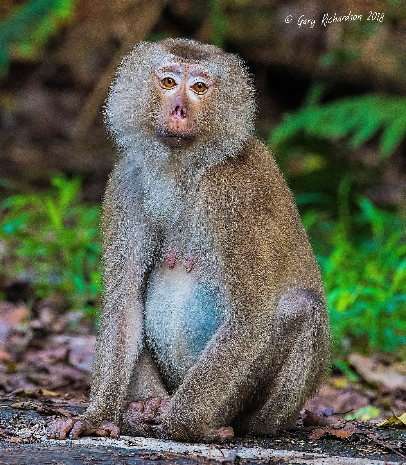Nikon D500 sample photo. Pig tailed macaque khao photography
