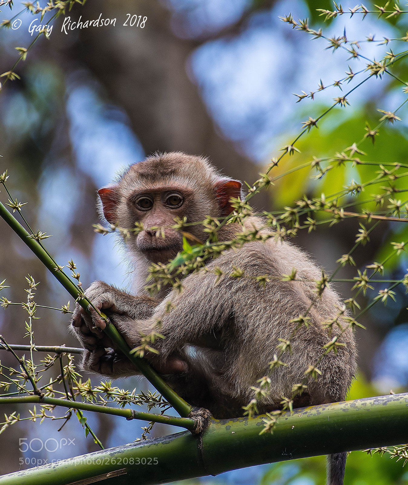 Nikon D500 sample photo. Pig tailed macaque khao photography