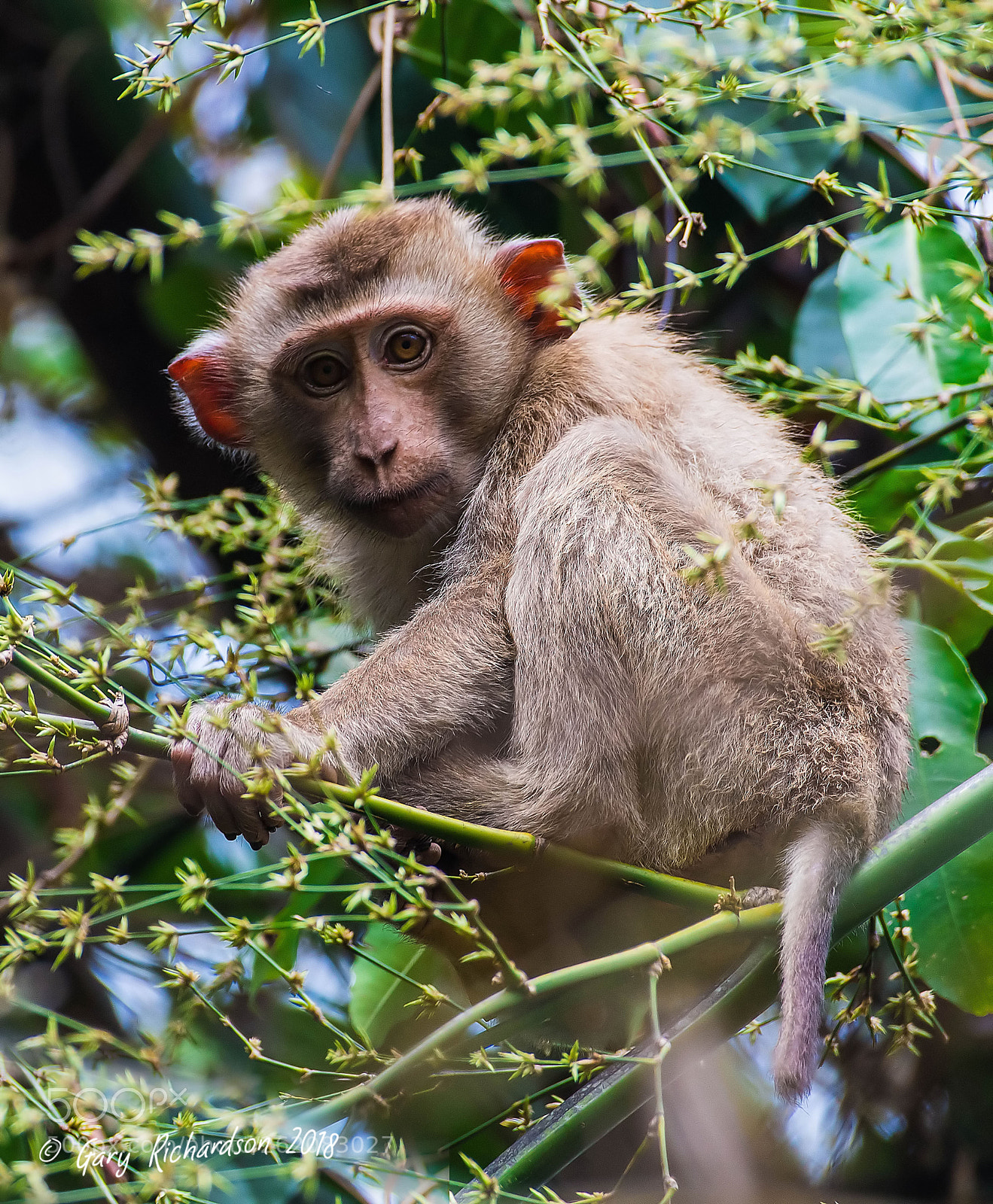 Nikon D500 sample photo. Pig tailed macaque khao photography