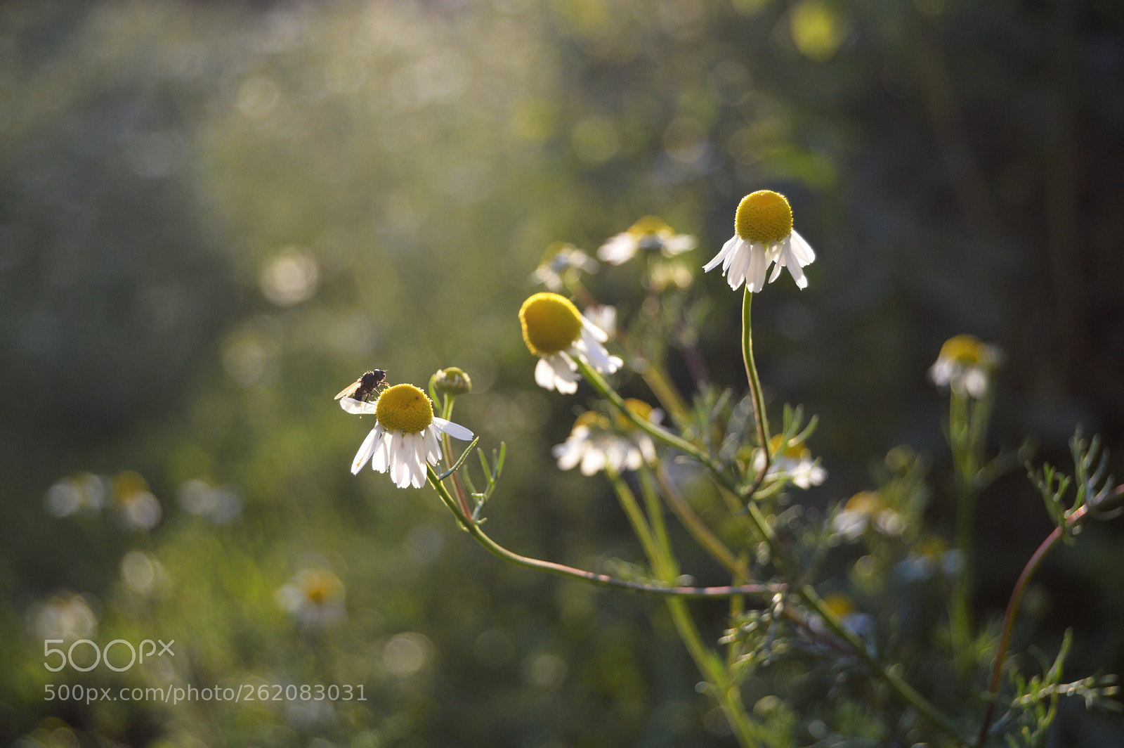 Nikon D3200 sample photo. Camomile and fly photography