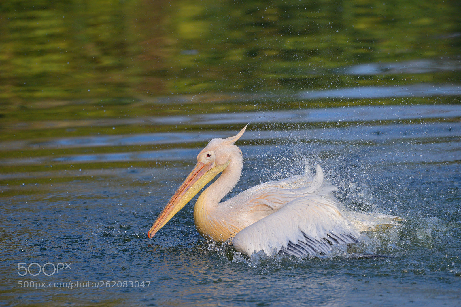 Nikon AF-S Nikkor 200-500mm F5.6E ED VR sample photo. Untitled photography