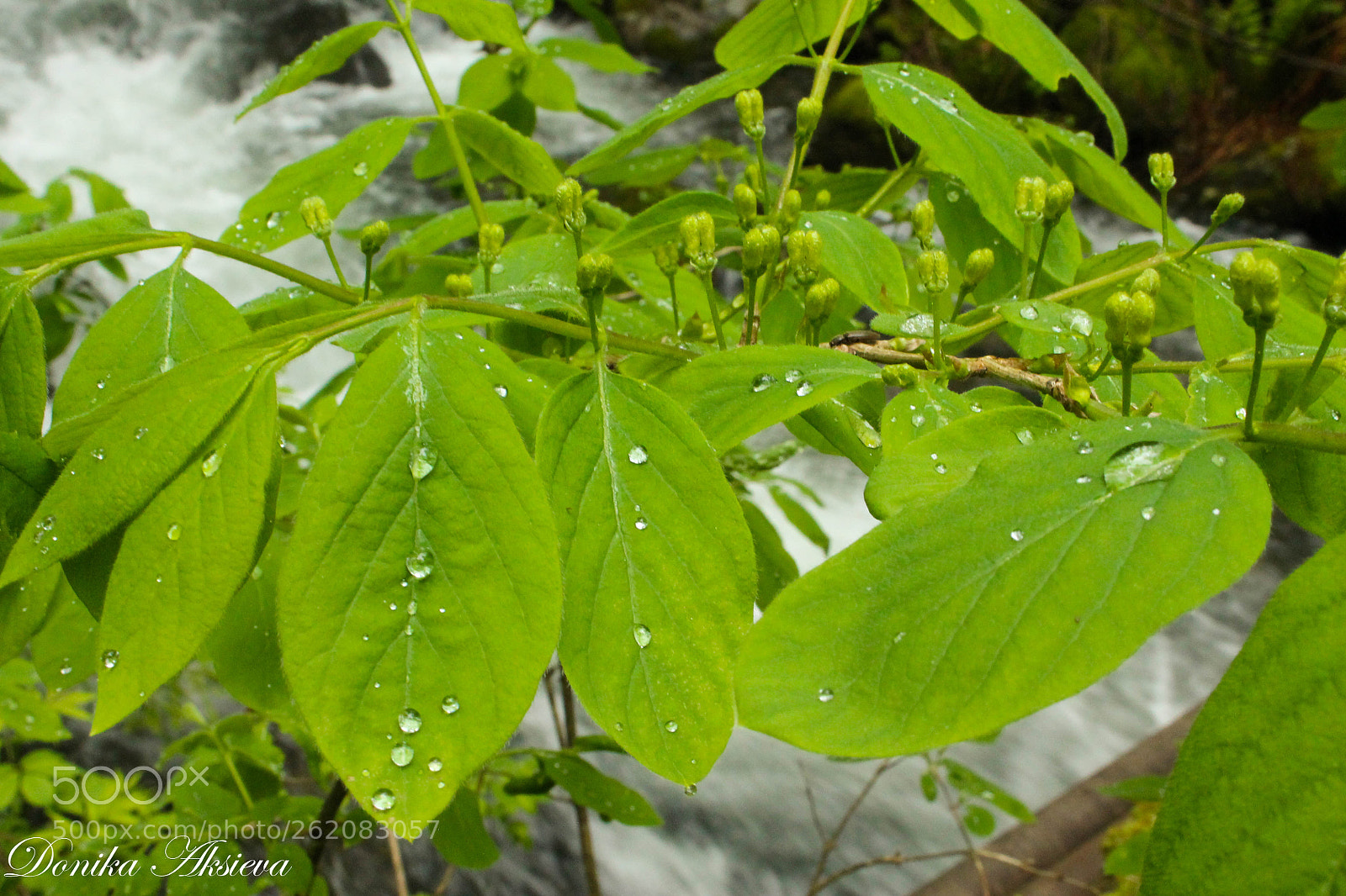 Canon EOS 1100D (EOS Rebel T3 / EOS Kiss X50) sample photo. Rain drops photography