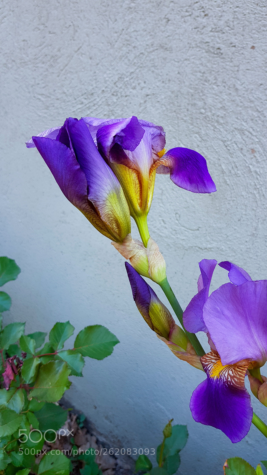 Samsung Galaxy S8 sample photo. A purple iris in photography