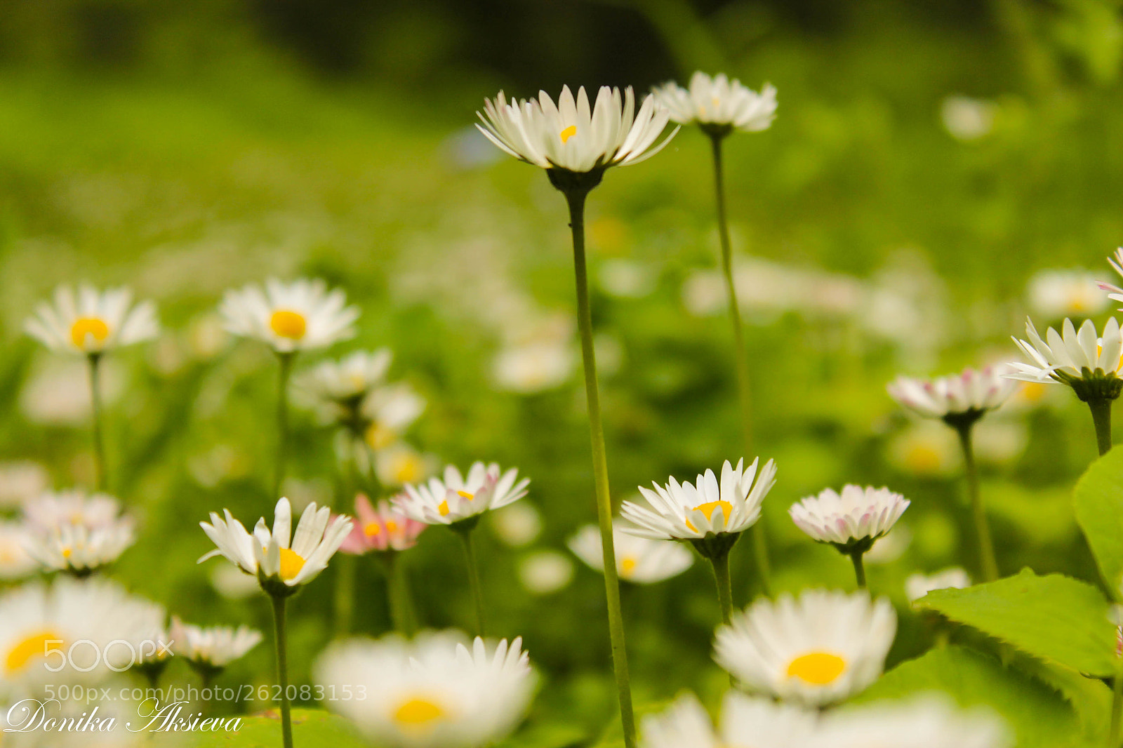 Canon EOS 1100D (EOS Rebel T3 / EOS Kiss X50) sample photo. Flowery photography