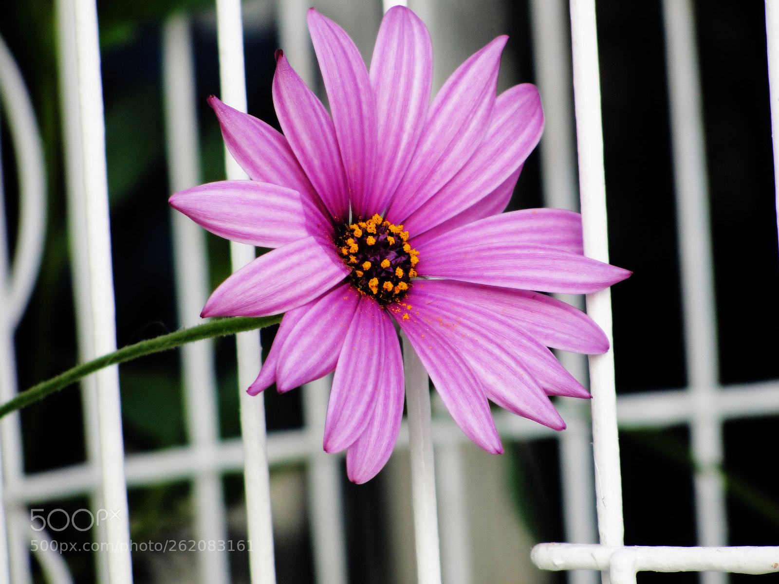 Sony Cyber-shot DSC-H20 sample photo. Sabino lelt () photography