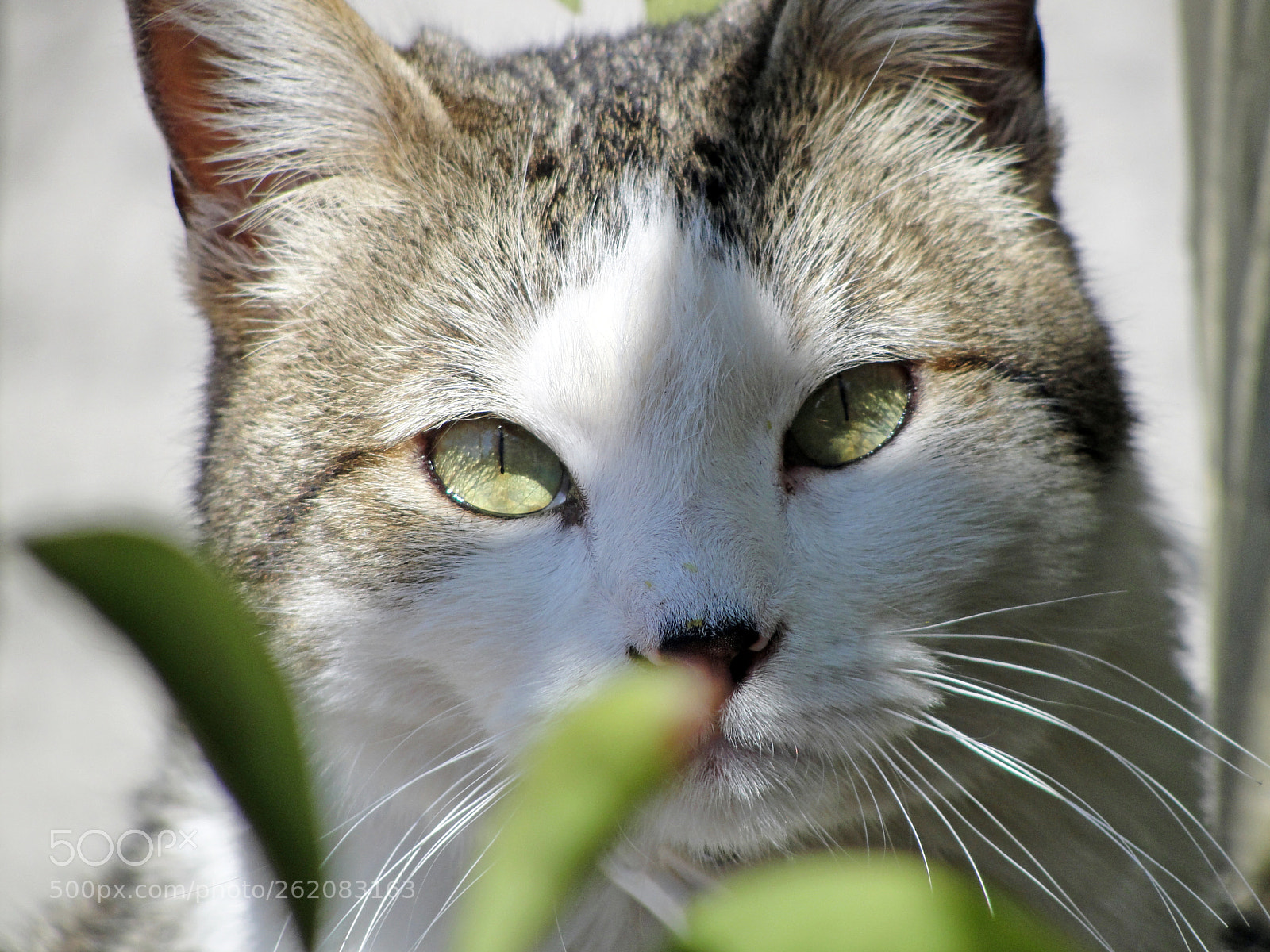 Sony Cyber-shot DSC-H20 sample photo. Sabino lelt () photography