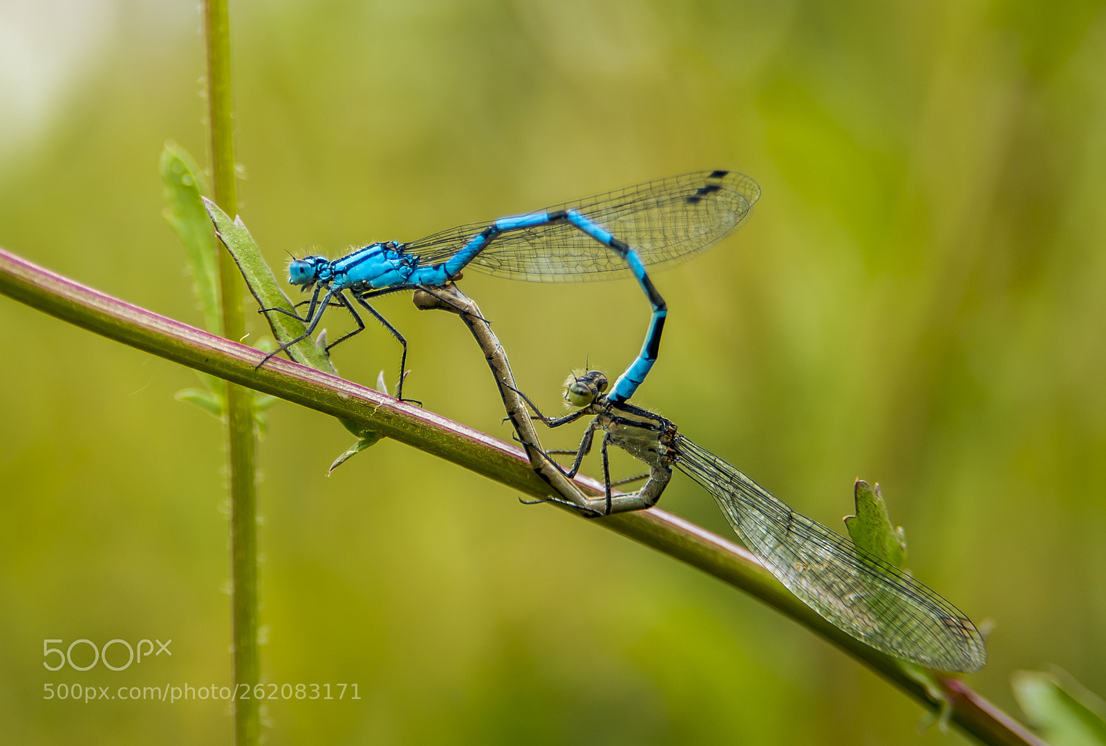 Nikon D750 sample photo. Romantic dragonfly photography